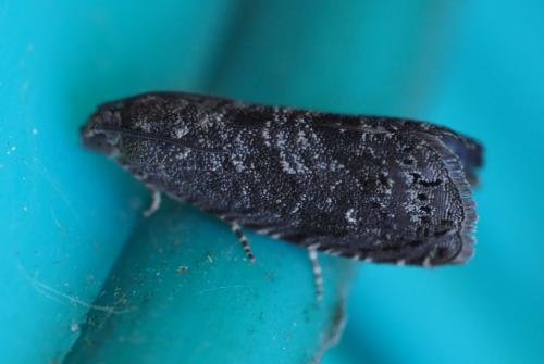 Réf. 266 909 : Grapholita molesta